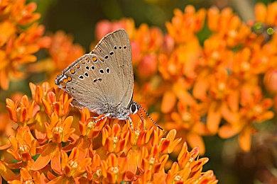 《艾尔登法环：黑夜君临》不支持双人游玩